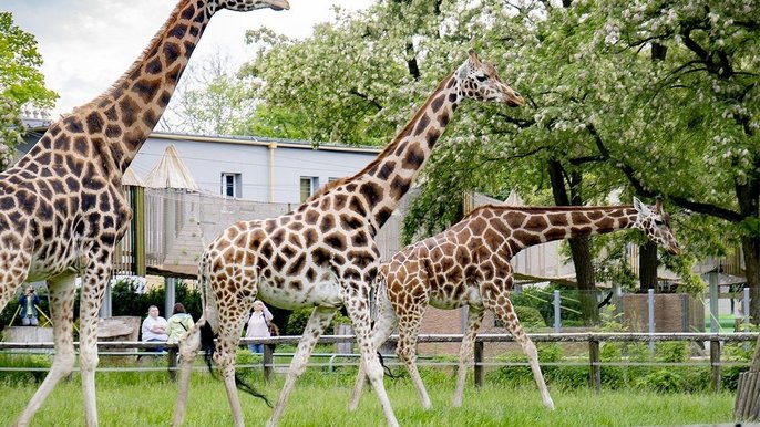 Światowy Dzień Żyrafy - fot. Zoo w Łodzi