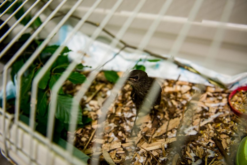 fot. Witold Ancerowicz / UMŁ 