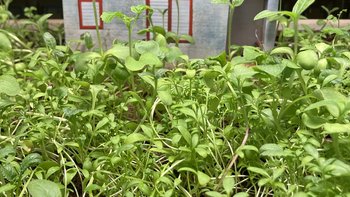  -  SIELANKA _ oprowadzanie kuratorskie w Kamienicy Hilarego Majewskiego