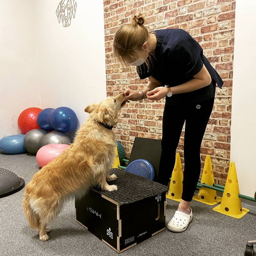 archiwum Fizjo-Pet-Med Kliniki Rehabilitacji Zwierząt w Łodzi