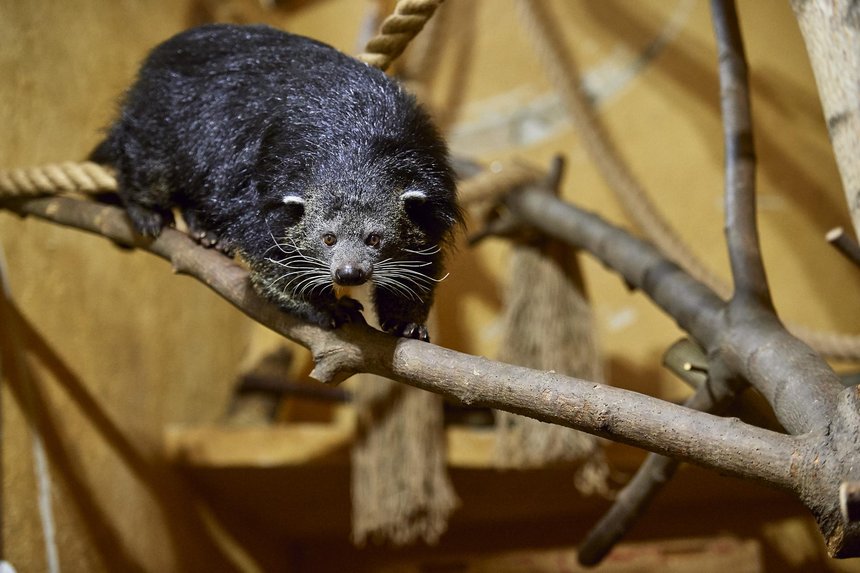 Fot. Radosław Jóźwiak / UMŁ