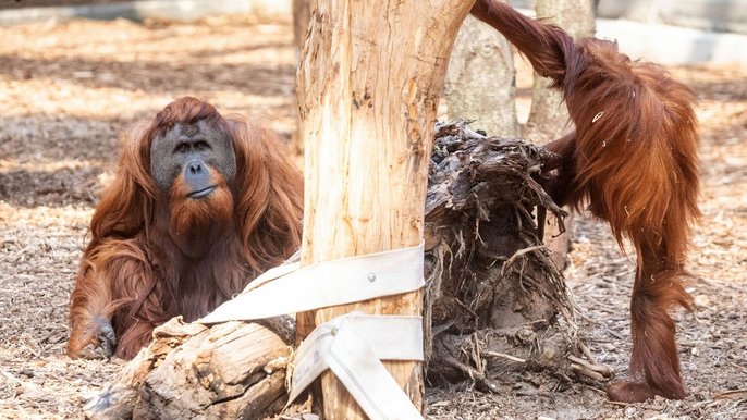 Orangutany świętują swój dzień w Orientarium w Łodzi - fot. Orientarium w Łodzi