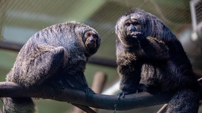 Zoo w Łodzi, saki białolice - fot. ŁÓDŹ.PL